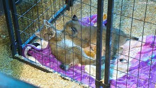 Animal Gardens employees thrilled exotic cats were returned [upl. by Nicole]