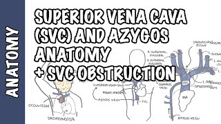 Superior vena cava and the azygos system clinical anatomy  SVC obstruction oncology emergency [upl. by Yelhsa]