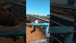 They’re here rodeo cattle farming mexico usa [upl. by Mitchiner]