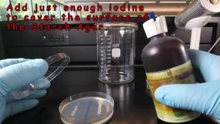 Starch Hydrolysis [upl. by Ylram]