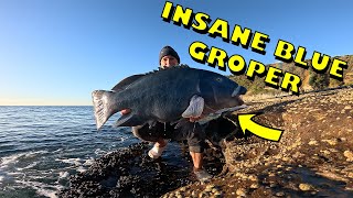 HUGE BLUE GROPER rock fishing the central coast [upl. by Cleveland]