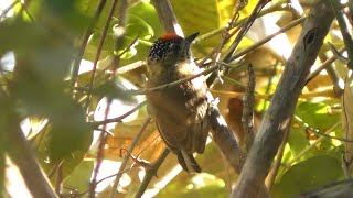 Picapauanãobarrado Picumnus cirratus [upl. by Nairad546]