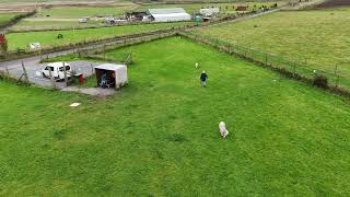 Dugs at the Secure Field Biggar 4k [upl. by Nivre]