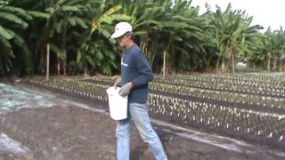 Ladybug Daylilies Fall Planting 2009 Part 12 [upl. by Adnolaj]