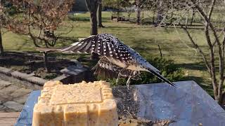 Suet eaters in reflection [upl. by Gersham554]