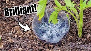 Top 10 Free Vegetable Gardening Hacks [upl. by Gerlac]