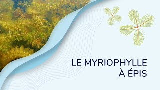 Le myriophylle à épis [upl. by Zacarias]