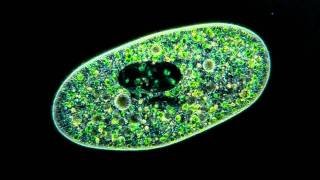 Amazing Microscopic video Paramecium Bursaria showing symbiosis with green algae [upl. by Lindley]