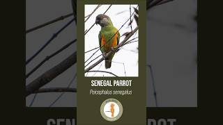 Senegal Parrot  Poicephalus senegalus [upl. by Hagai]