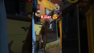 Killer 😍😍 dogpupies kill killer dangerous 🐕 [upl. by Minnnie408]