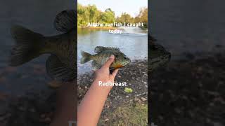 fishing bluegill sunfish pond fypシ゚viral [upl. by Bouley]