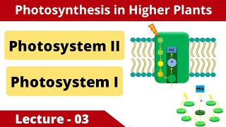 Photosystem II and Photosystem I  Photosynthesis in Higher Plants [upl. by Emmit]