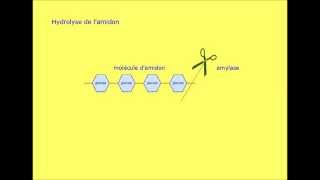 hydrolyse amidon [upl. by Stephens]