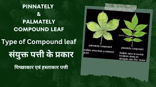 संयुक्त पत्तियों के प्रकार  Type of compound leaf  pinnately and palmately compound leaf  leaves [upl. by Airretal156]