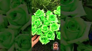 rose flowers garden satisfying nature flowerfield gardenplants flowersfield flowerful [upl. by Mayram]