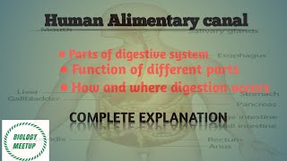 Human alimentary canal  Human digestive system [upl. by Inaja]