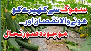 Cucumber current situation after smog  Pak Agriculture [upl. by Airogerg]