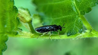 Zigzag sawfly New invasive insect feeding on elm trees in North Carolina [upl. by Peirce]