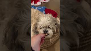 Treat review part 2reviewtreatsnacksyoutubeyoutubeshortsshortvideoshortsdogdogfamdogmom [upl. by Socha]