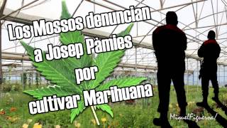 Los Mossos denuncian a Josep Pàmies por cultivar marihuana entrevista [upl. by Idisahc]