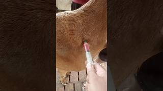 Intramuscular injection in goatgoat treatmentAnorexiacyanocobalamin vet intramuscularinjection [upl. by Alberto]