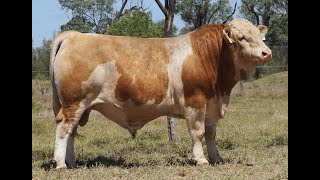 LOT 24 KARRAGARRA TONY [upl. by Bradley432]