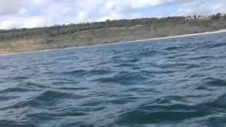 Porpoises in Lyme Bay [upl. by Aracot]