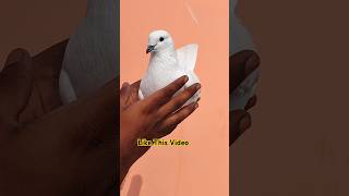 Top High Flyer Kabootar  pigeonvideo pigeonstatus youtubeshorts [upl. by Atnod]