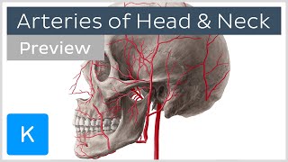 Head and Neck Arteries Overview preview  Human Anatomy  Kenhub [upl. by Adriano449]