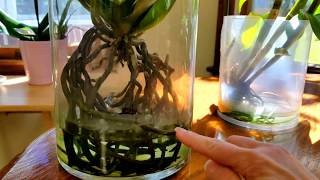 Water culture growing method for orchidsthe basics [upl. by Htessil]