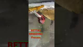 Bettas breeding process 😊❤️ betta  FISH HOBBY STORE fishhobbystore [upl. by Nohsauq]