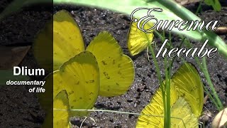 Common grass yellow butterfly Eurema hecabe [upl. by Alejandro794]