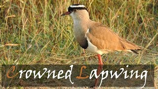 Crowned Lapwing Vanellus coronatus Bird Call  Crowned Plover  Stories Of The Kruger [upl. by Retniw]