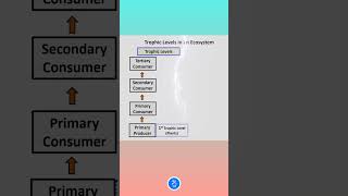 Trophic Levels in an Ecosystem [upl. by Adiell439]