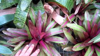 Vriesea bromeliads explained care and growing of vriesea broms [upl. by Girish300]