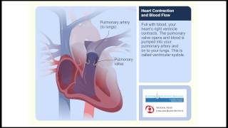 Heart Contraction and Blood Flow Video Animation [upl. by Ainedrag]