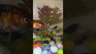 Koi fish tank set up aquatic Sathvikdo like and subscribe ￼￼ [upl. by Andel]