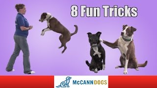 8 Fun Tricks You Can Teach Your Dog To Do [upl. by Odilo143]