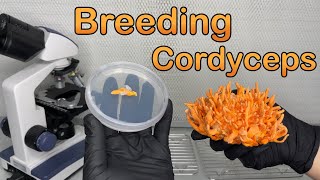 Breeding Cordyceps fungi  MultiAscospore isolation [upl. by Ynafets570]