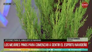 Los mejores pinos para comenzar a sentir el espíritu navideño [upl. by Proudfoot613]