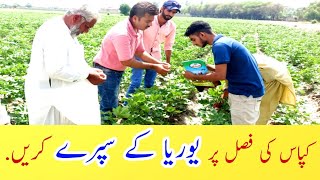 How to increase growth of cotton plants Grow up NPK product by Sayban international Urea spray [upl. by Ilan]