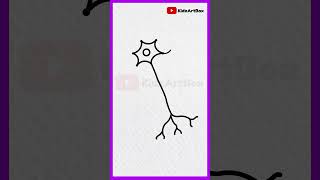 Dots से Neuron Cell structure Shortcut Drawing biologydiagrams shorts kidzartbox [upl. by Celin901]