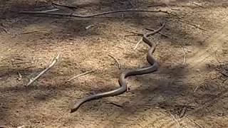 Western Brown Snake Pseudonaja nuchalis [upl. by Lotti863]