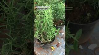 Rosemary Plant Available 150 salevideo gardening rosemary tvm onlinesale [upl. by Drahsir179]