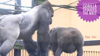 Female Gorilla Asking Male To Mate  Kyoto Zoo [upl. by Mokas723]