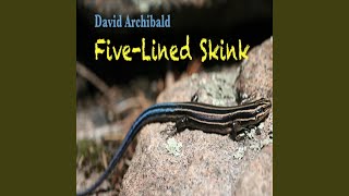 FiveLined Skink [upl. by Ellesirg]