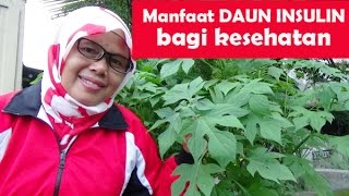 Manfaat daun insulin bagi kesehatan [upl. by Varin151]