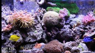 Reef Aguarium 2 year time lapse video in HD [upl. by Eendyc]