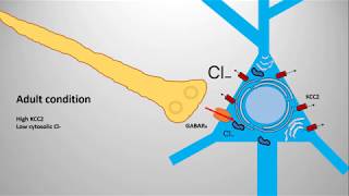 Excitatory effect of GABA [upl. by Lem]