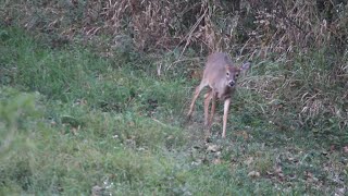 Michigan Archery Season Hunt  5 [upl. by Arick]